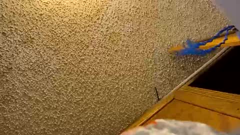 alostmale online show from November 13, 9:19 pm