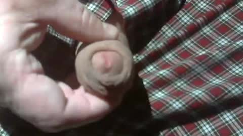  Reservoir Dogs online show from December 28, 12:15 am