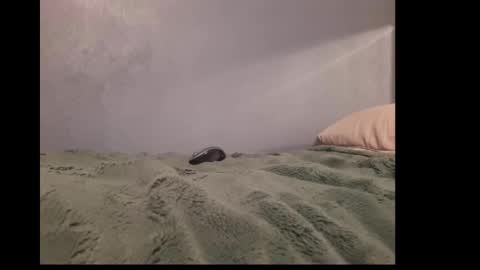 beobenshauna online show from December 19, 10:02 am