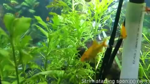Booker Baxton online show from May 29, 3:05 am