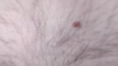 catkot912 online show from January 8, 9:12 pm