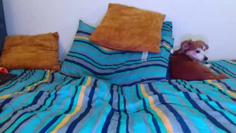 Cedrixx10 online show from November 20, 12:21 am