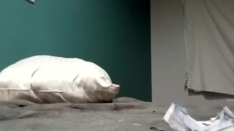 chrisboltron online show from November 16, 2:52 pm