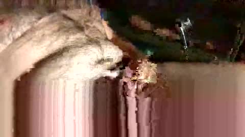 cubforotter online show from October 12, 6:46 pm