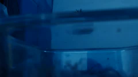 cyber online show from December 8, 6:22 am