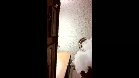 dalildick online show from February 21, 11:11 am