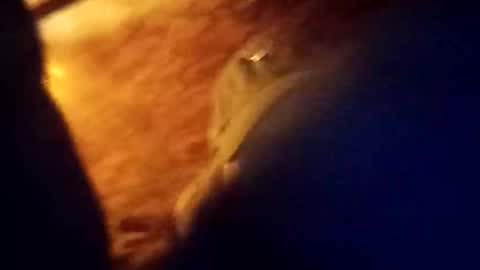 Snapshot of dickbowen64 chatting on January 9, 9:16 am Dickbowen online show from January 9, 9:16 am