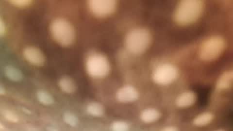 Alex online show from January 29, 6:33 am