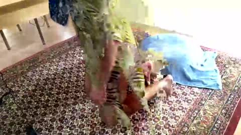 Snapshot of donizetti2017 chatting on January 23, 11:26 am Alfredo online show from January 23, 11:26 am