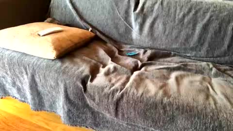 Snapshot of donizetti2017 chatting on February 20, 8:39 am Alfredo online show from February 20, 8:39 am