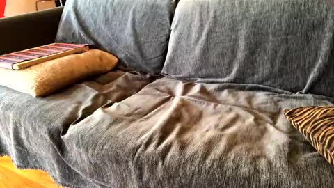 Snapshot of donizetti2017 chatting on February 7, 8:55 am Alfredo online show from February 7, 8:55 am