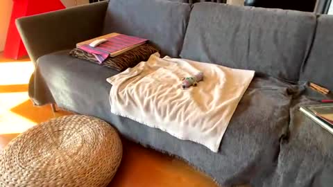 Snapshot of donizetti2017 chatting on October 29, 11:13 am Alfredo online show from October 29, 11:13 am