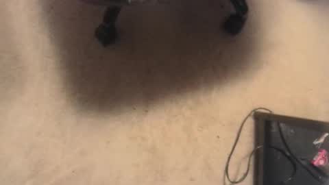 Snapshot of evolite_ chatting on February 17, 5:36 am evolite_ online show from February 17, 5:36 am