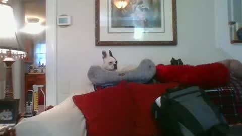 falconbator8 online show from January 1, 1:27 pm