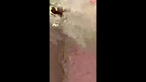 freelingling online show from December 2, 9:45 am