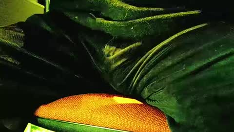 grapefruit online show from February 4, 11:49 am