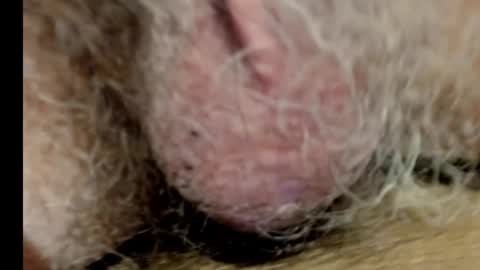 Snapshot of harry_banana chatting on March 6, 11:09 pm harry_banana online show from March 6, 11:09 pm