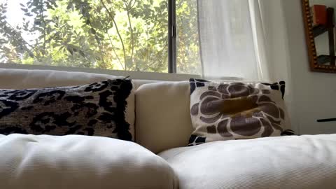 hippybiker online show from February 9, 4:18 pm