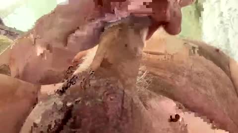 hornieecum online show from March 12, 9:55 am