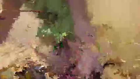 Indi online show from December 1, 12:52 pm