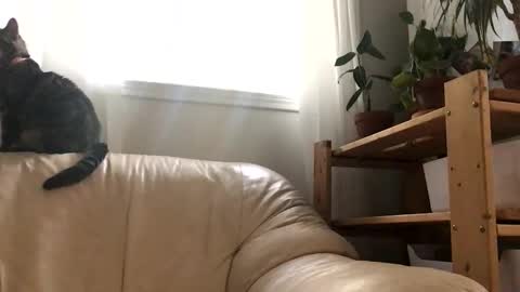 Jacob online show from October 31, 8:01 pm