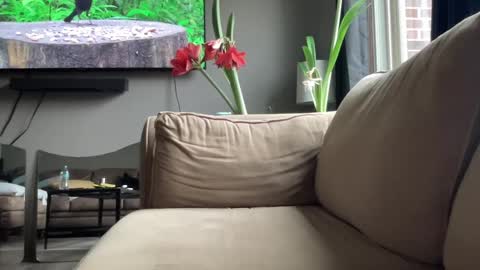 joshperrygoon online show from December 14, 4:31 pm