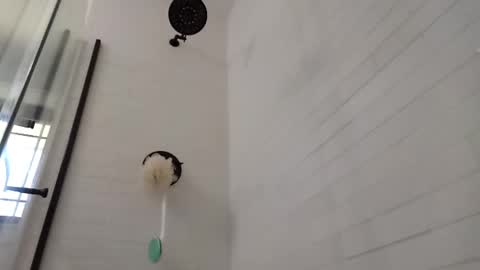 Zorro online show from February 28, 5:37 pm