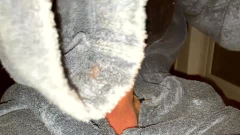 BigDickDevil online show from December 24, 3:16 am