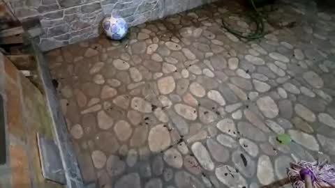 miky17cm online show from January 15, 5:00 am