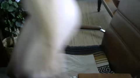 nareth338 online show from April 5, 4:14 pm