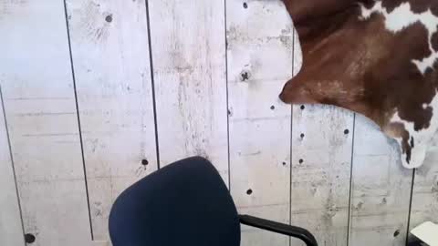 Snapshot of openmindedcowboy chatting on February 24, 4:47 pm kinkynerd online show from February 24, 4:47 pm