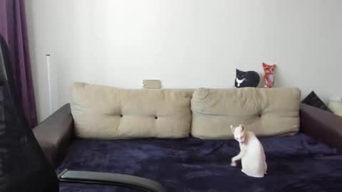 Ostin online show from October 14, 7:37 am