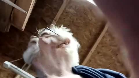 Snapshot of papajb70 chatting on December 10, 2:35 am papajb70 online show from December 10, 2:35 am