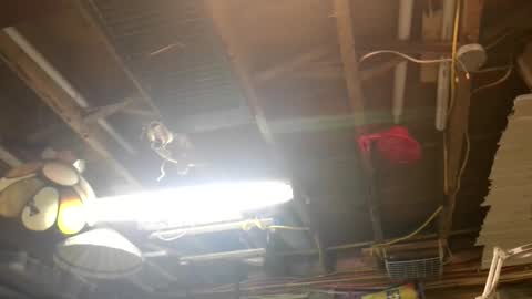 paulstetson online show from December 15, 5:04 am