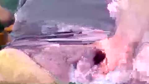 showsme online show from November 3, 10:30 am