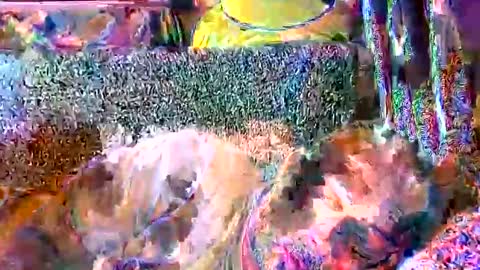 srekos38 online show from April 11, 8:40 am