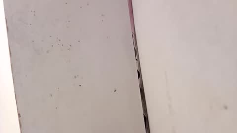 tall6feet7inch online show from February 15, 3:31 pm