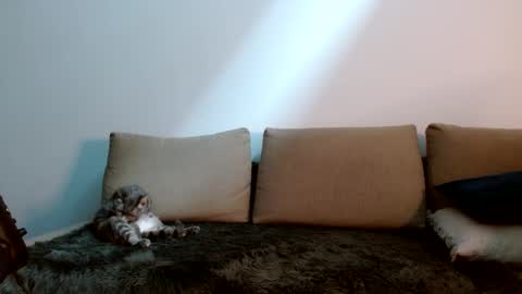 Yoshi online show from January 11, 9:25 pm