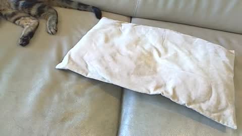 Tigratof online show from January 12, 8:57 am