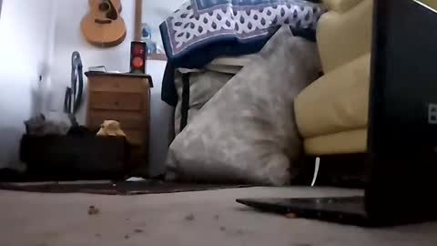 Snapshot of umbrado chatting on February 11, 3:40 pm umbrado online show from February 11, 3:40 pm