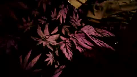 Jipi online show from March 15, 11:55 pm