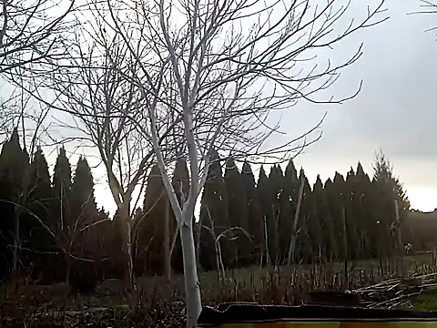 perversalus online show from February 2, 1:08 pm