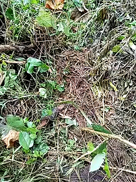 DulajThushara2468 online show from January 13, 3:55 am