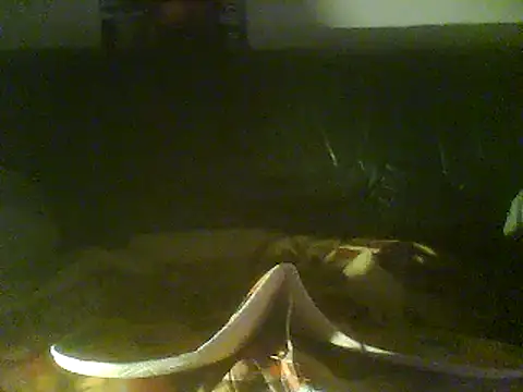 Snapshot of Rejtelmesest chatting on February 28, 9:55 pm Rejtelmesest online show from February 28, 9:55 pm