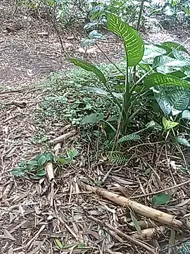 mis312 online show from November 16, 5:04 pm