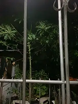 Jestebanano online show from September 27, 12:41 am