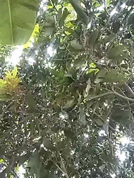 desicockblack online show from January 2, 4:41 am