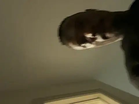 Backshort11 online show from February 5, 1:01 am