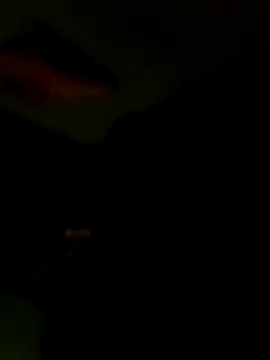 Raj41 online show from January 15, 6:43 pm