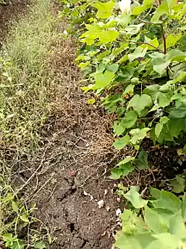 himvilohi08 online show from October 20, 11:25 am